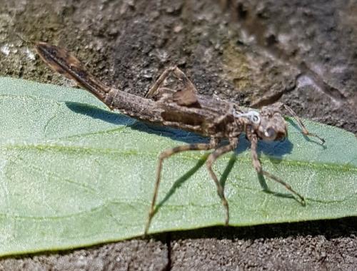Calopteryx sp.